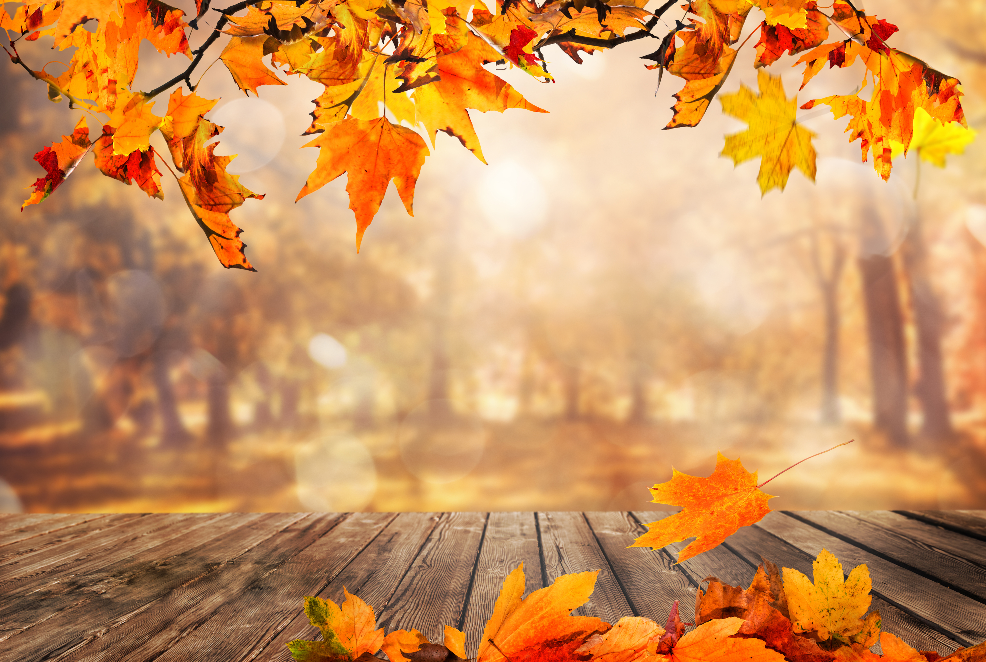 autumn leaves backgrounds